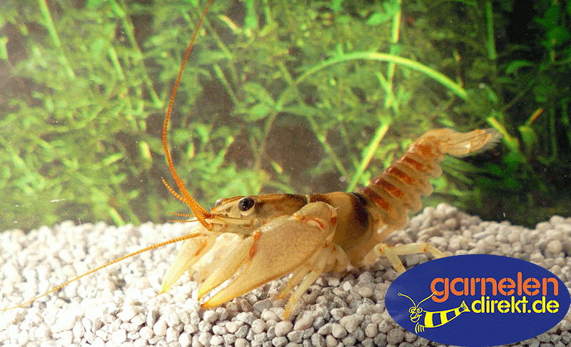 Orconectes harrisonii - Belted Crayfish