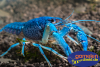 Der blaue Florida-Krebs - Procambarus alleni